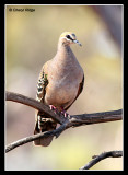 8614-common-bronzewing-pigeon