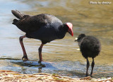 swamphen-feeding-young3