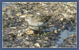 6829-sandpipers