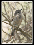 1423 - immature Golden Whistler has been suggested