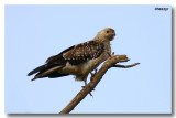 8205 - juvenile whistling kite