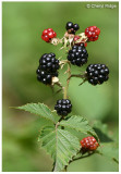 8722-summer berries blackberries
