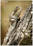 8866 jacky lizard - tree dragon - jacky dragon