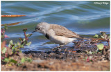 2814- white fronted chat female