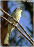 0156- purple gaped honeyeater