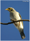 Yellow throated Miner