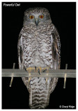 4204-powerful-owl