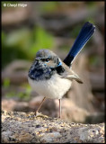 4485- superb fairy wren male - in eclipse plumage