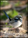 4490- superb fairy wren male - in eclipse plumage