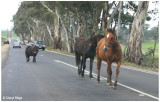 1245- horses on the loose!