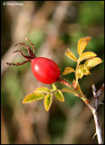 1315- wild berry