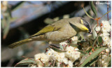 4554- purple gaped honeyeater