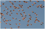 5022- a disturbed flock of corellas before sunset