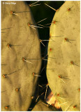 1115- wild cactus
