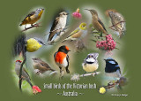 Small birds of the Victorian bush ~ Australia ~ photo montage by Cheryl Ridge