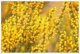 0649- yellow mallee flowers