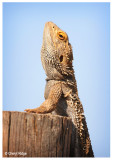 Bearded Dragons