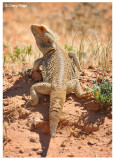 0479-central-bearded-dragon