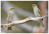 yellow plumed honeyeaters