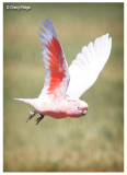 Major Mitchell's (Pink) Cockatoo