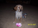 Libby - - first day. She knew where to find Buddys toys.
