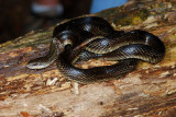 Prairie king shedding