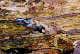 Amphiuma carcass regurgitated by broad-band