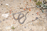 Big Bend Patchnose snake, Big Bend