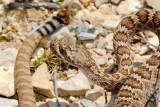 Juvenile Mojave Rattlesnake