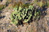 Another Blind Opuntia