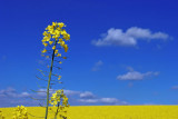 rape field 4 small.jpg