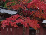 DSC06236.JPG