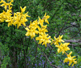 Forsythia