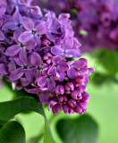 Single Lilac