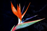 STRELITZIA    REGINAE ...