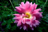 CHRYSANTHEMUM   DELTA ...