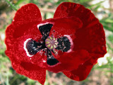 POPPY ...
