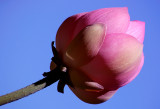 LOTUS ...