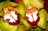 ORCHIDS    CYMBIDIUM  ...