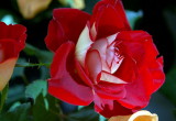 ROSA     NICOLE  ...