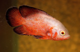 ASTRONOTUS  OCELLATUS - OSCAR ...