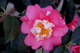 CAMELLIA  JAPONICA  ...