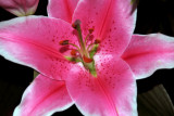 LILIUM   AURATUM ...