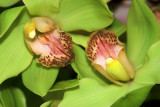 ORCHIDS    CYMBIDIUM  ...