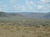 An antelope on the road into Big Sandy lodge,