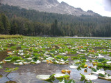 Lilly pads at Divide Lake 2.JPG