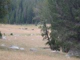 Pack train from Divide Lake.JPG