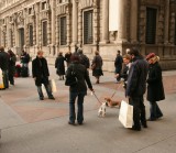Walking the dog (Milan style)