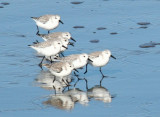 Moss Landing 140crp.jpg