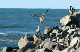 Moss Landing 032crpss2.jpg